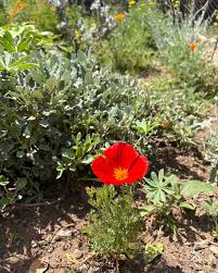Attēlu rezultāti vaicājumam “Eschscholzia californica fruit”