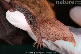 Attēlu rezultāti vaicājumam “Myotis nattereri”