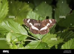 Attēlu rezultāti vaicājumam “Limenitis camilla underside”