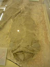 Attēlu rezultāti vaicājumam “Laccognathus panderi”