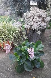 Attēlu rezultāti vaicājumam “Bergenia crassifolia flower”