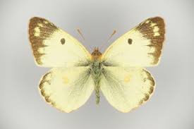 Attēlu rezultāti vaicājumam “Colias palaeno upperside”