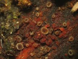 Attēlu rezultāti vaicājumam “Hyphodiscus hymeniophilus”