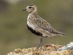 Attēlu rezultāti vaicājumam “Pluvialis apricaria adult”