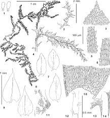 Attēlu rezultāti vaicājumam “Eurhynchiastrum pulchellum macro”