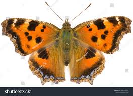 Attēlu rezultāti vaicājumam “Nymphalis xanthomelas”