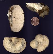 Attēlu rezultāti vaicājumam “Trametes gibbosa”