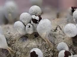 Attēlu rezultāti vaicājumam “Diderma globosum macro”