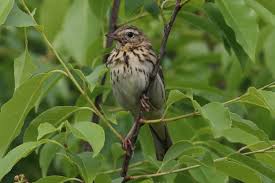 Attēlu rezultāti vaicājumam “Anthus trivialis adult”