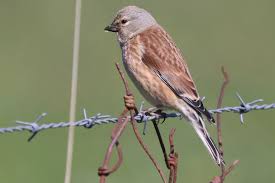 Attēlu rezultāti vaicājumam “Carduelis cannabina adult”