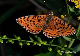 Attēlu rezultāti vaicājumam “Boloria eunomia”