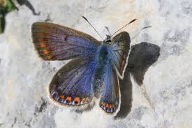 Attēlu rezultāti vaicājumam “Polyommatus icarus male”