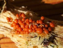 Attēlu rezultāti vaicājumam “Nectria peziza”