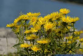 Attēlu rezultāti vaicājumam “Inula britannica flower”