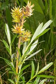 Attēlu rezultāti vaicājumam “Salix rosmarinifolia”
