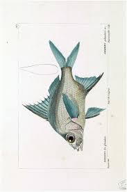 Image result for Eugerres plumieri