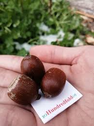 Attēlu rezultāti vaicājumam “Quercus rubra fruit”