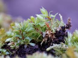 Attēlu rezultāti vaicājumam “Bryum caespiticium”