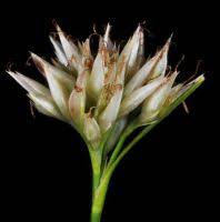 Attēlu rezultāti vaicājumam “Rhynchospora alba flower”