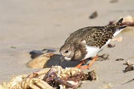 Attēlu rezultāti vaicājumam “Arenaria interpres”