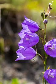 Attēlu rezultāti vaicājumam “Campanula latifolia”