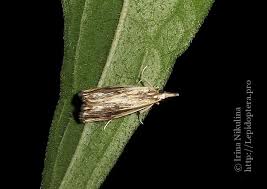 Attēlu rezultāti vaicājumam “Catoptria verellus”