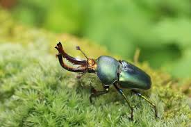 Attēlu rezultāti vaicājumam “Dendrophagus crenatus”