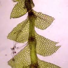 Attēlu rezultāti vaicājumam “Calypogeia sphagnicola”