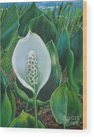 Attēlu rezultāti vaicājumam “Calla palustris”