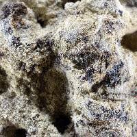 Attēlu rezultāti vaicājumam “Lepraria”