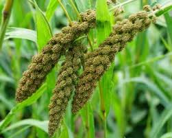 Attēlu rezultāti vaicājumam “Setaria italica”