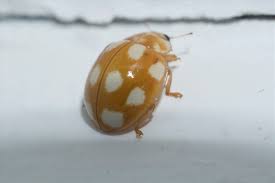 Attēlu rezultāti vaicājumam “Calvia decemguttata”