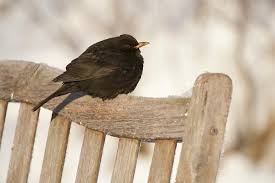 Attēlu rezultāti vaicājumam “Turdus merula male”