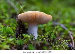 Attēlu rezultāti vaicājumam “Russula vesca”