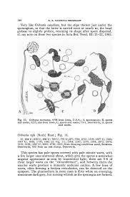 Attēlu rezultāti vaicājumam “Cribraria ferruginea spores”
