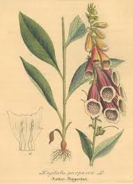 Image result for Fingerhut rot