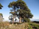 SE1683 : Scots Pine near Milestone Bank - via Daymix