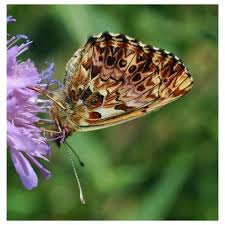 Attēlu rezultāti vaicājumam “Boloria titania underside”