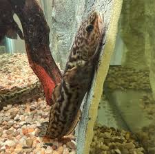 Attēlu rezultāti vaicājumam “Lota lota”