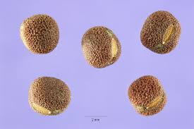 Attēlu rezultāti vaicājumam “Lathyrus sylvestris fruit”