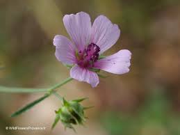 Image result for Malva alcea