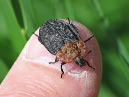 Attēlu rezultāti vaicājumam “Oiceoptoma thoracicum”