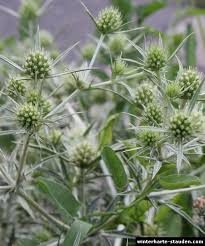 Image result for Edeldistel