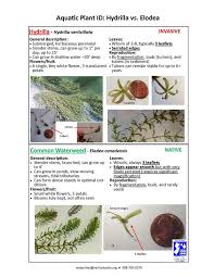 Attēlu rezultāti vaicājumam “Hydrilla verticillata”