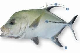 Image result for Caranx lugubris