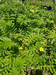 Image result for Potentilla anserina