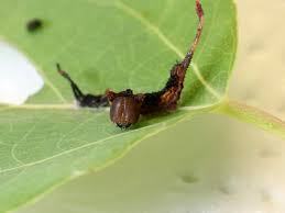 Attēlu rezultāti vaicājumam “Cerura vinula larva”