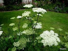 Attēlu rezultāti vaicājumam “Cenolophium denudatum”