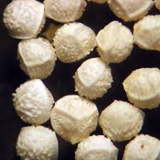 Attēlu rezultāti vaicājumam “Isoetes lacustris leaf”