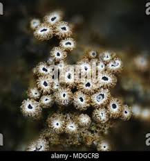 Attēlu rezultāti vaicājumam “Merismodes anomala”